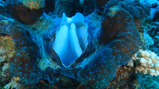 Serene Giant Clam on a Coral Reef