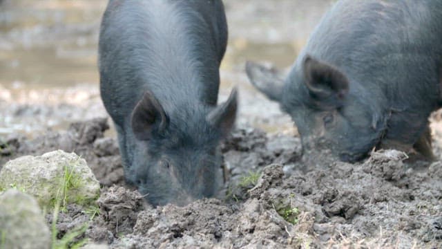 Black pigs foraging in muddy soil