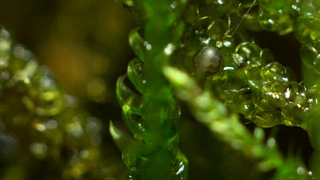 Larva wriggles from an egg lying on fresh, green moss