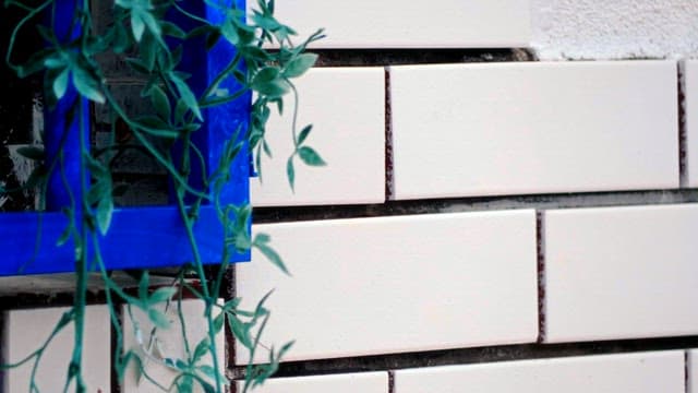 Plants on a White Tile Wall in the City