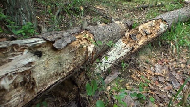 Fallen trees with damaged bark on the forest floor