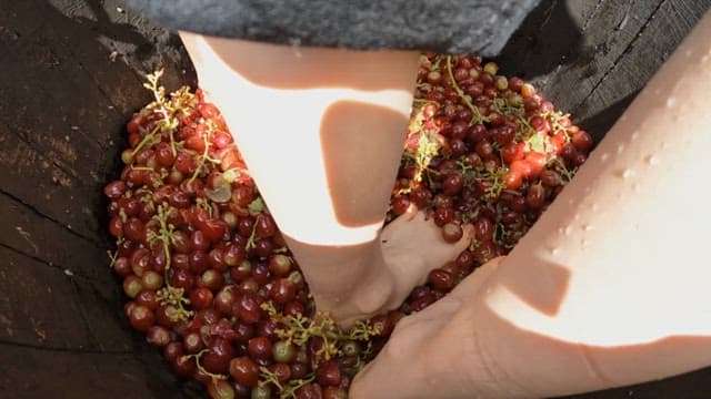 Traditional Process of Making Wine