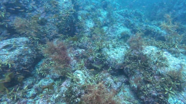 Underwater scene with fish and coral