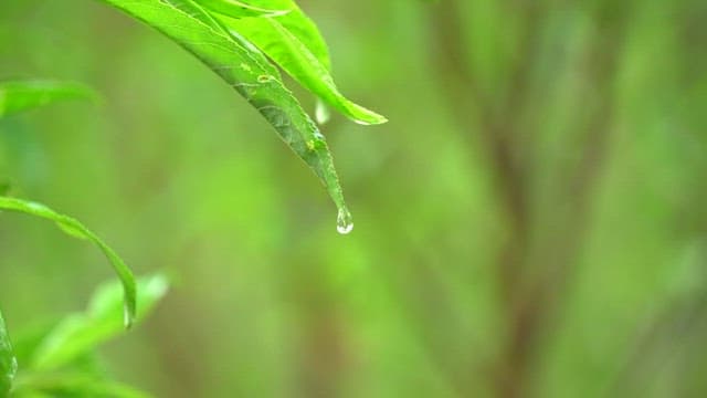 Dew drops forming and falling off leaves in a green forest