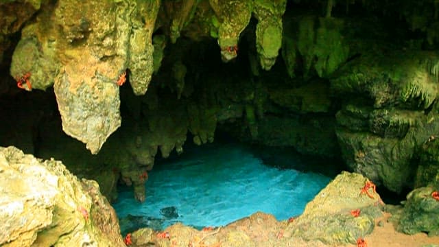 Crabs around a natural blue pool in a cave