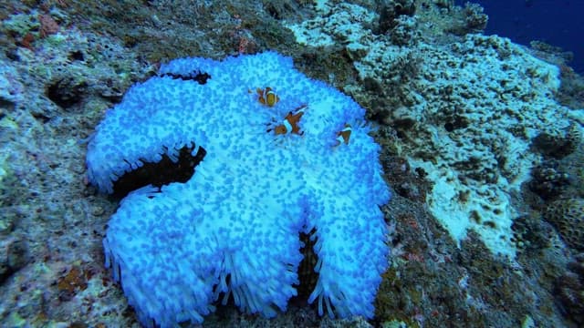 Clownfish swimming among sea anemones