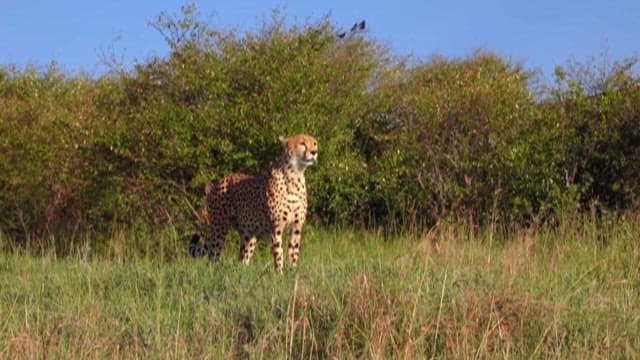 Cheetah Roaming in the Savanna