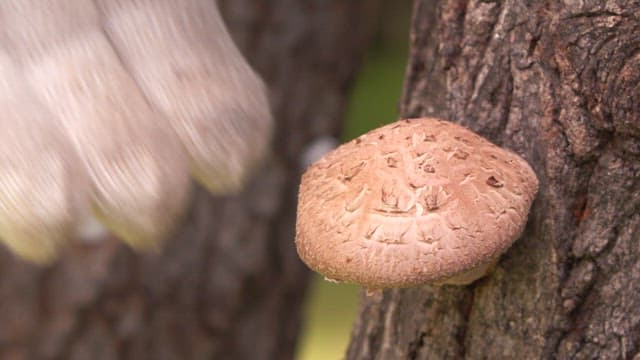 Gloved hand harvesting a mushroom