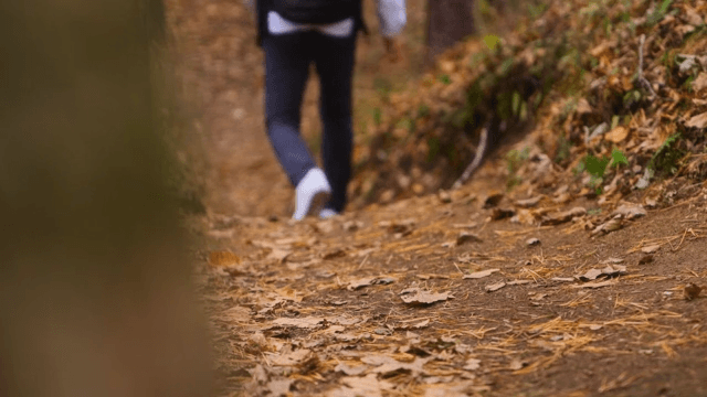 A Walk Down the Forest Path