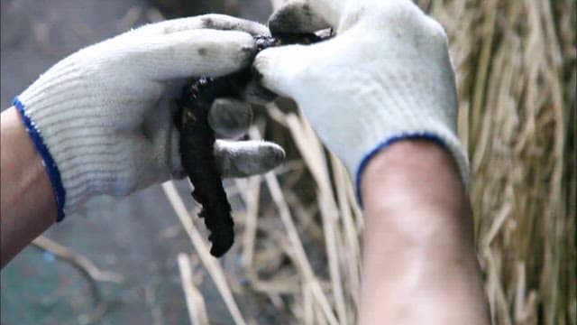 Peeling the skin off the grilled eel