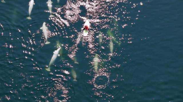 Paddleboarding with beluga whales
