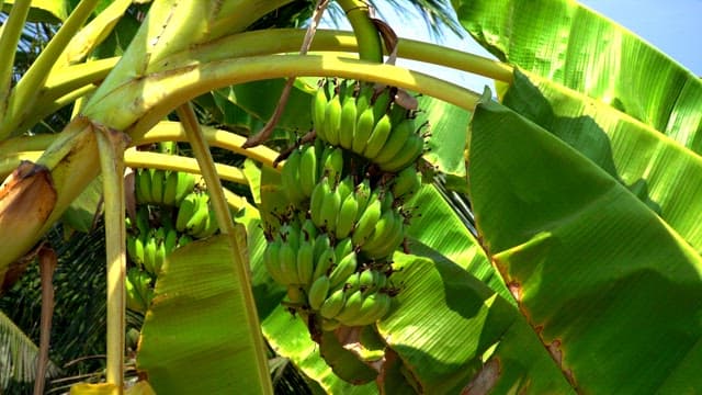 Green bananas growing on a tree under sunlight