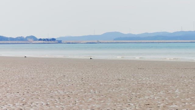Quiet beach and seagulls