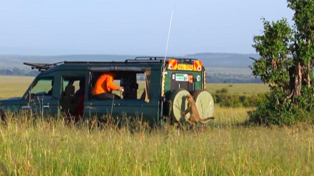 Wildlife Viewing During a Safari Adventure