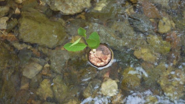 Small plant floating on a clear stream