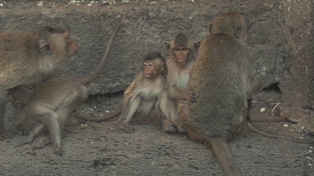 Monkeys Playing on a Stone Structure in Ancient Temple