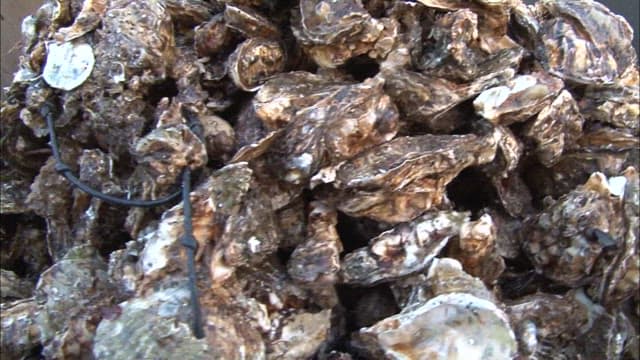 Mountain of harvested oysters