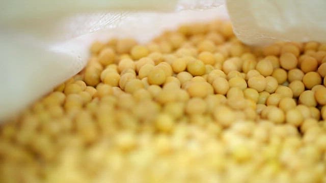 Close-up of yellow soybeans in a bag