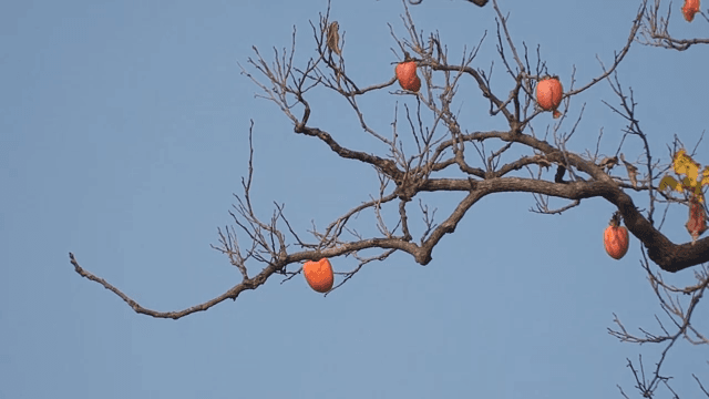 Persimmons Hanging From a Bare Tree