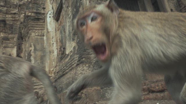 Monkeys Sitting on a Stone Structure in Ancient Temple