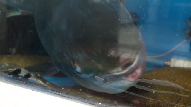 Yellow tail swimming in a tank