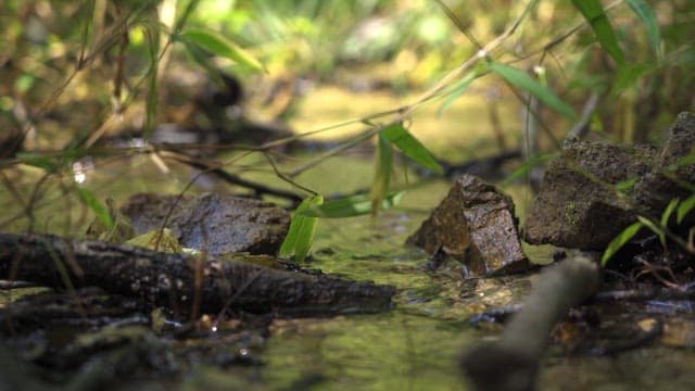 Serene Stream Through Sunlit Forest