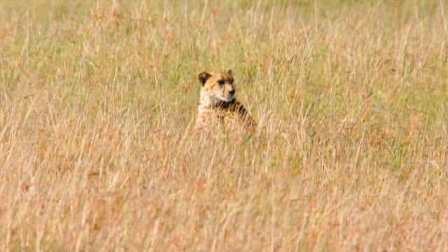 Cheetah sitting in the savannah grassland