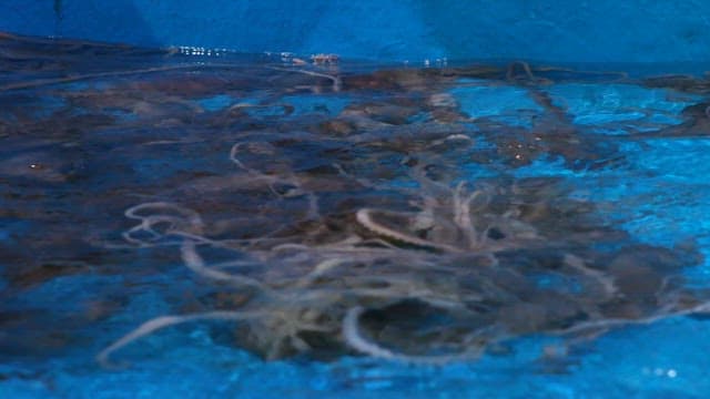 Octopus swimming in a blue tank