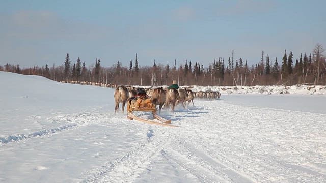 Sleigh Pulled by a Herd of Reindeer in a Winter Landscape