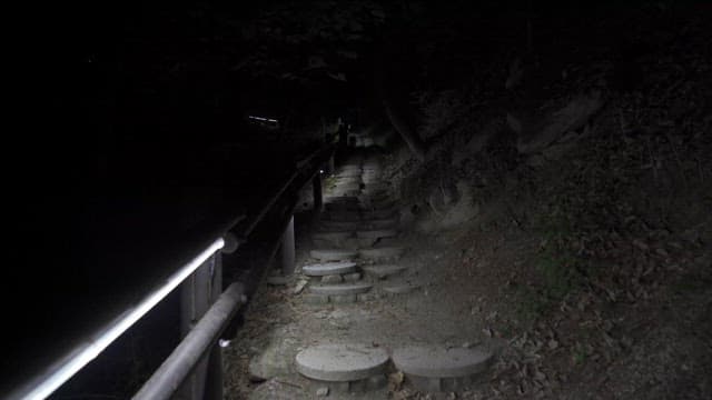 Dark forest with small stone steps in dim light