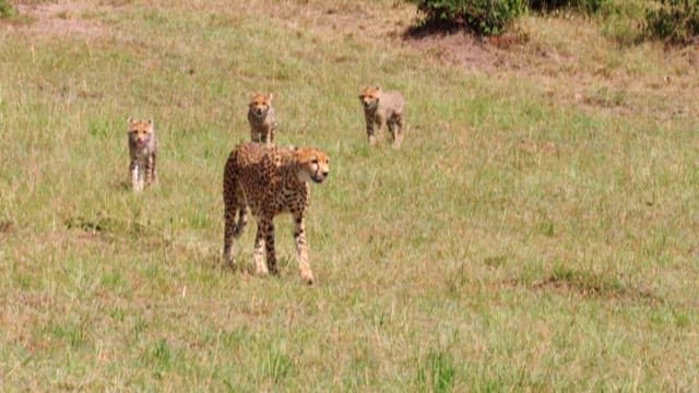 Cheetahs Roaming the Grasslands Together