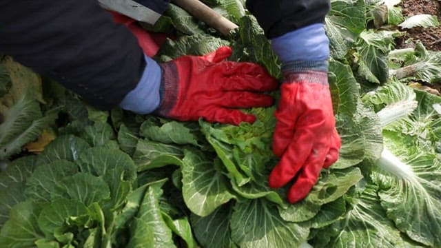 Harvesting fresh spring cabbage in the field