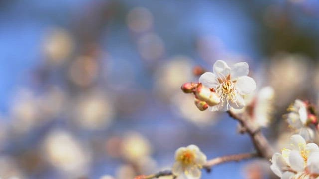 Cherry blossoms blooming on tree branches on a sunny day
