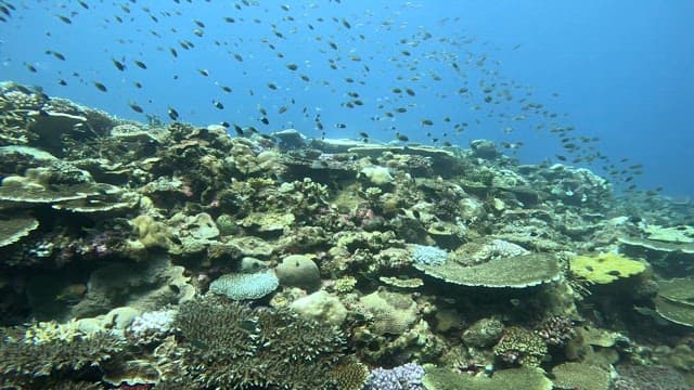 Vibrant coral reef teeming with fish