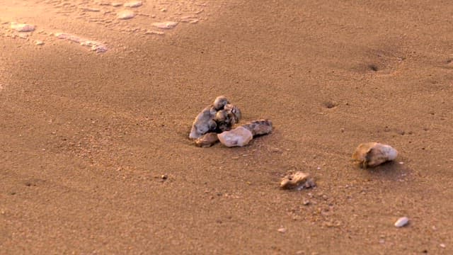 Evening waves washing over seashells on the beach