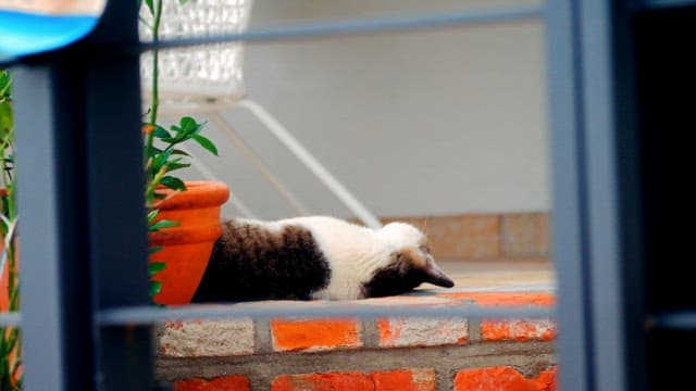 Cat resting on a brick wall near potted plants