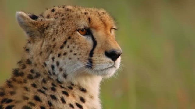 Cheetah Found in Wild Habitat