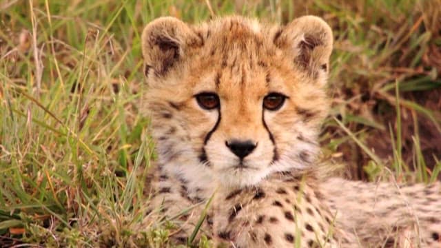 Cheetah Cub Resting in the Grass