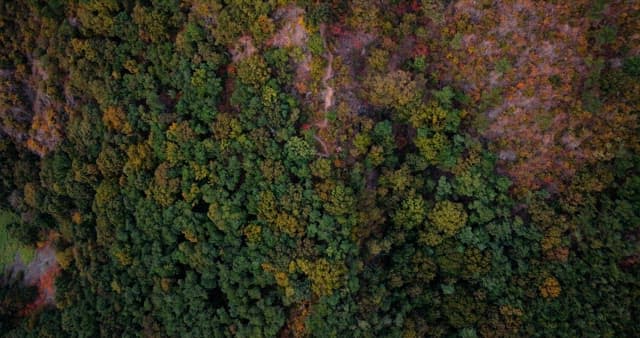 View of Lush Forest in the Beginning of Fall