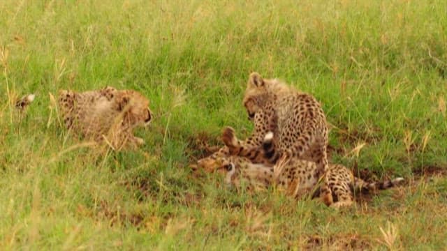 Cheetahs Resting and Playing in the Grass
