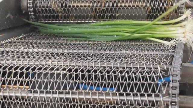 Green onions being washed on a conveyor belt