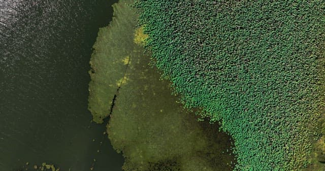 View of a lake with green vegetation