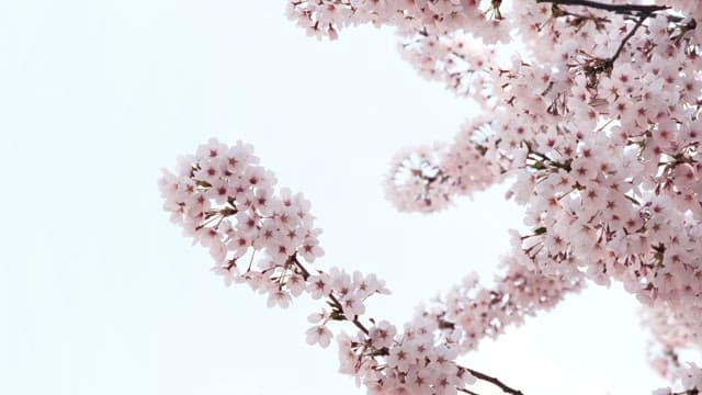Blossoming Cherry Branches Against Sky
