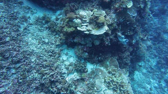 Colorful coral reef underwater
