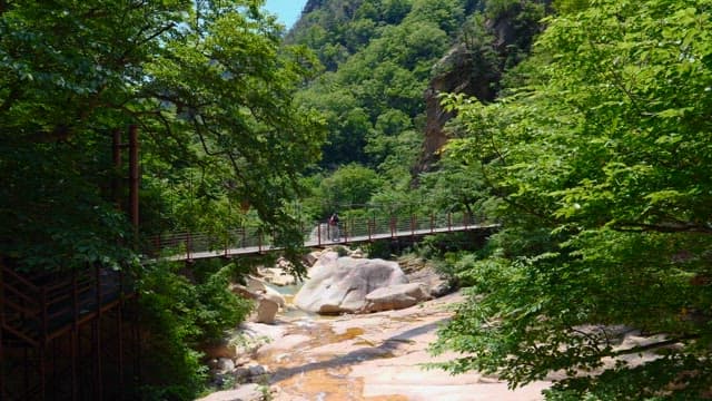 Person on a Suspension Bridge in a Lush Forest