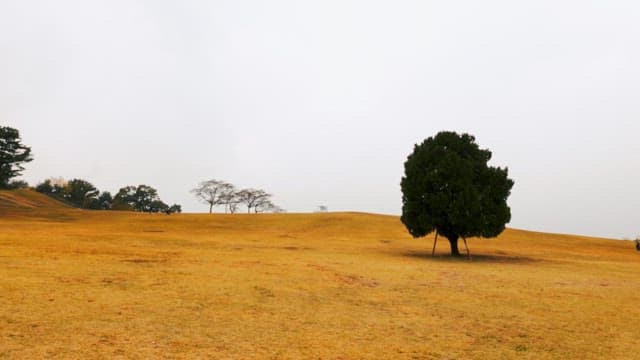Tranquil Park with Autumn Colors
