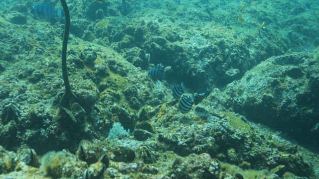 Sea with various marine life