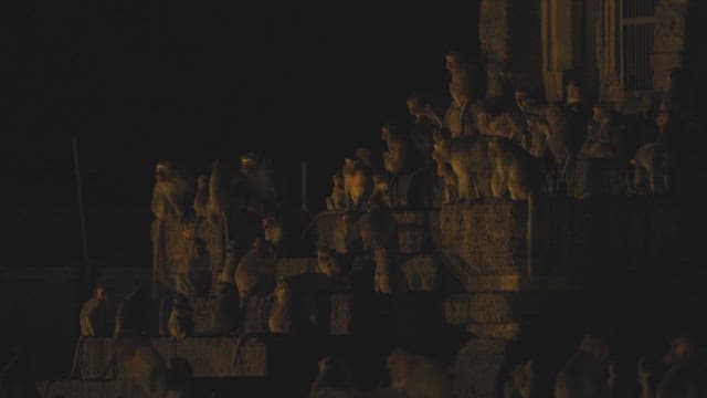 Monkeys Gathering on Ancient Stone Ruins at Night