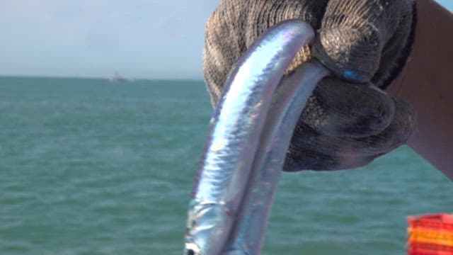 Anchovies freshly caught from the sea