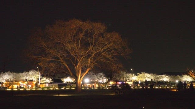 Beautiful park with a lit tree at night